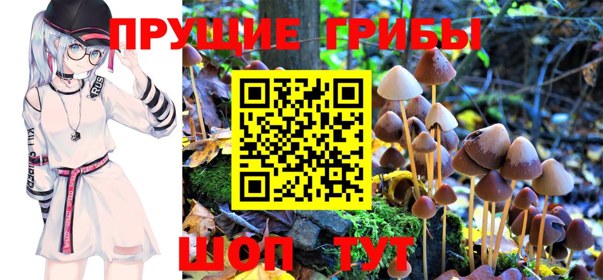 Псилоцибиновые грибы Psilocybine cubensis Балаково